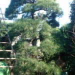 松の手入れ(1)