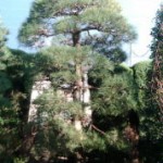 松の手入れ(2)
