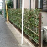 サワラの生け垣