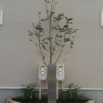花壇の植栽